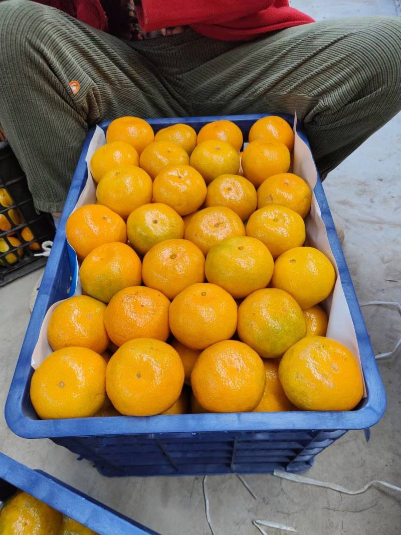 湖北丹江口纯甜高山蜜桔产地直发品质保证一手货源