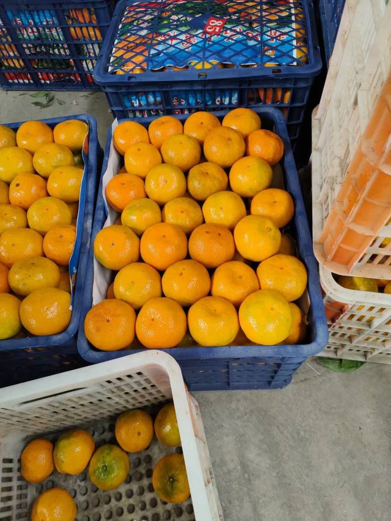 湖北丹江口纯甜高山蜜桔产地直发品质保证一手货源
