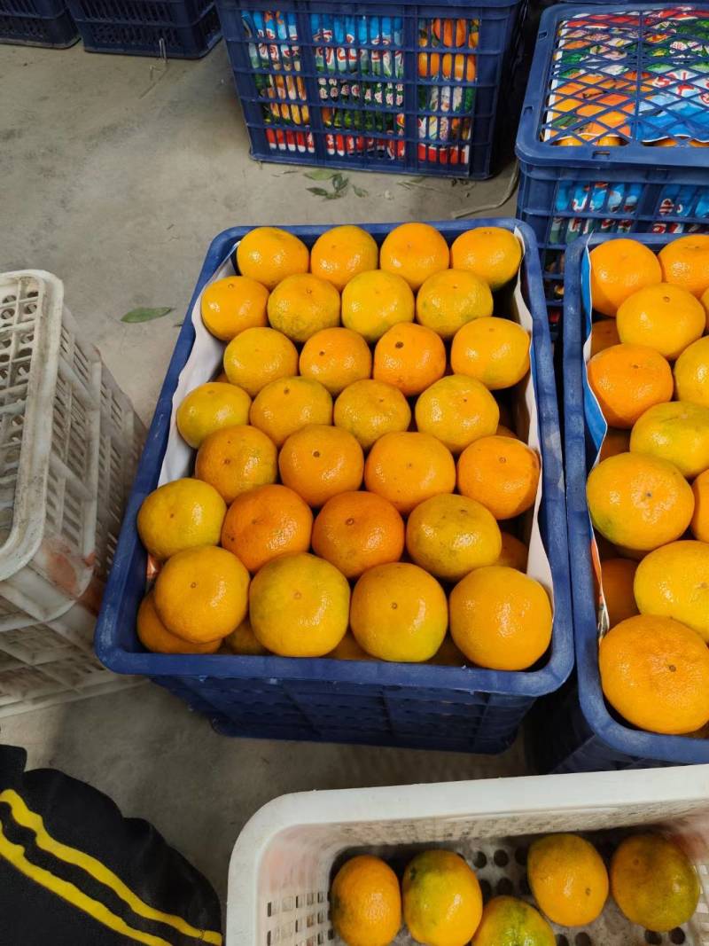 湖北丹江口纯甜高山蜜桔产地直发品质保证一手货源