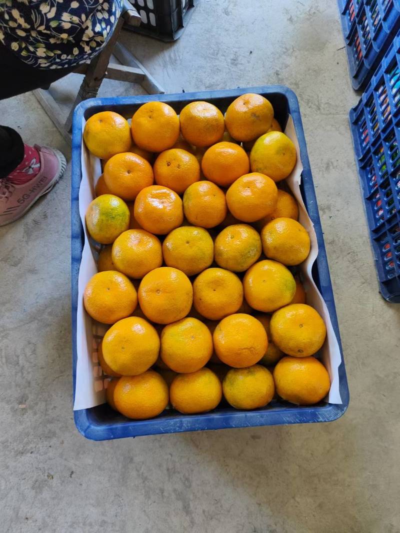 湖北丹江口纯甜高山蜜桔产地直发品质保证一手货源