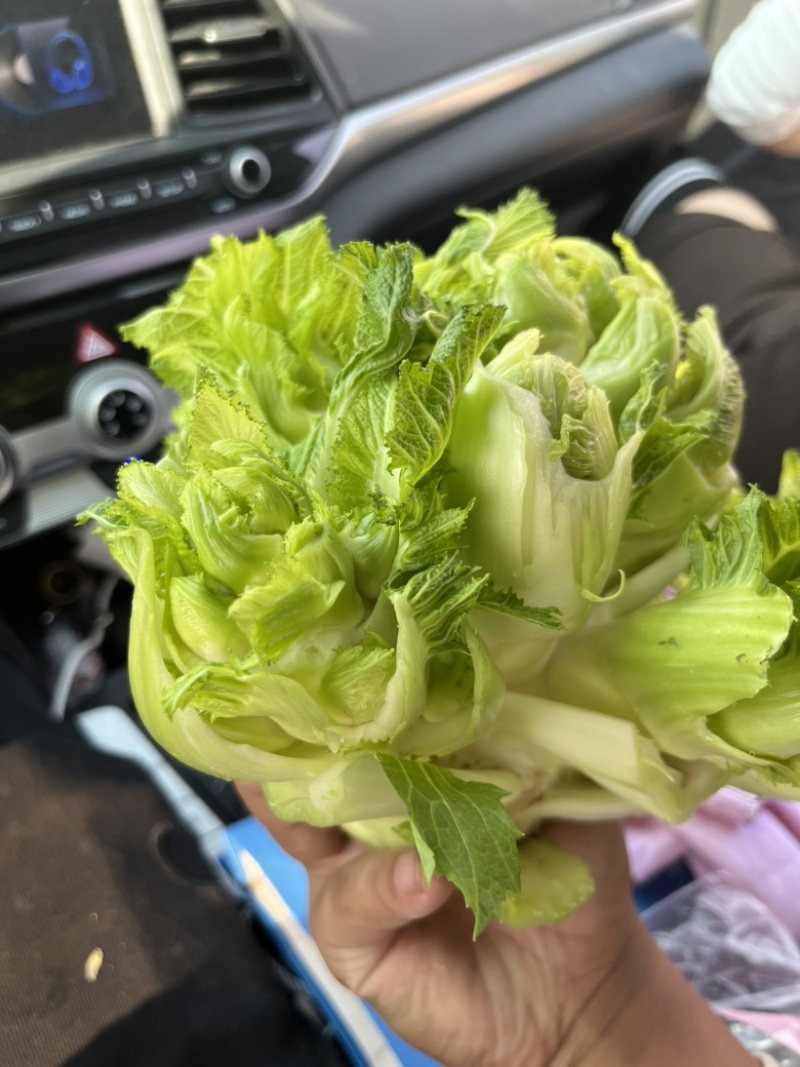 儿菜大量上市，正宗味道好，欢迎进店当天发货