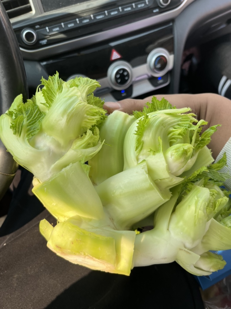 儿菜大量上市，正宗味道好，欢迎进店当天发货