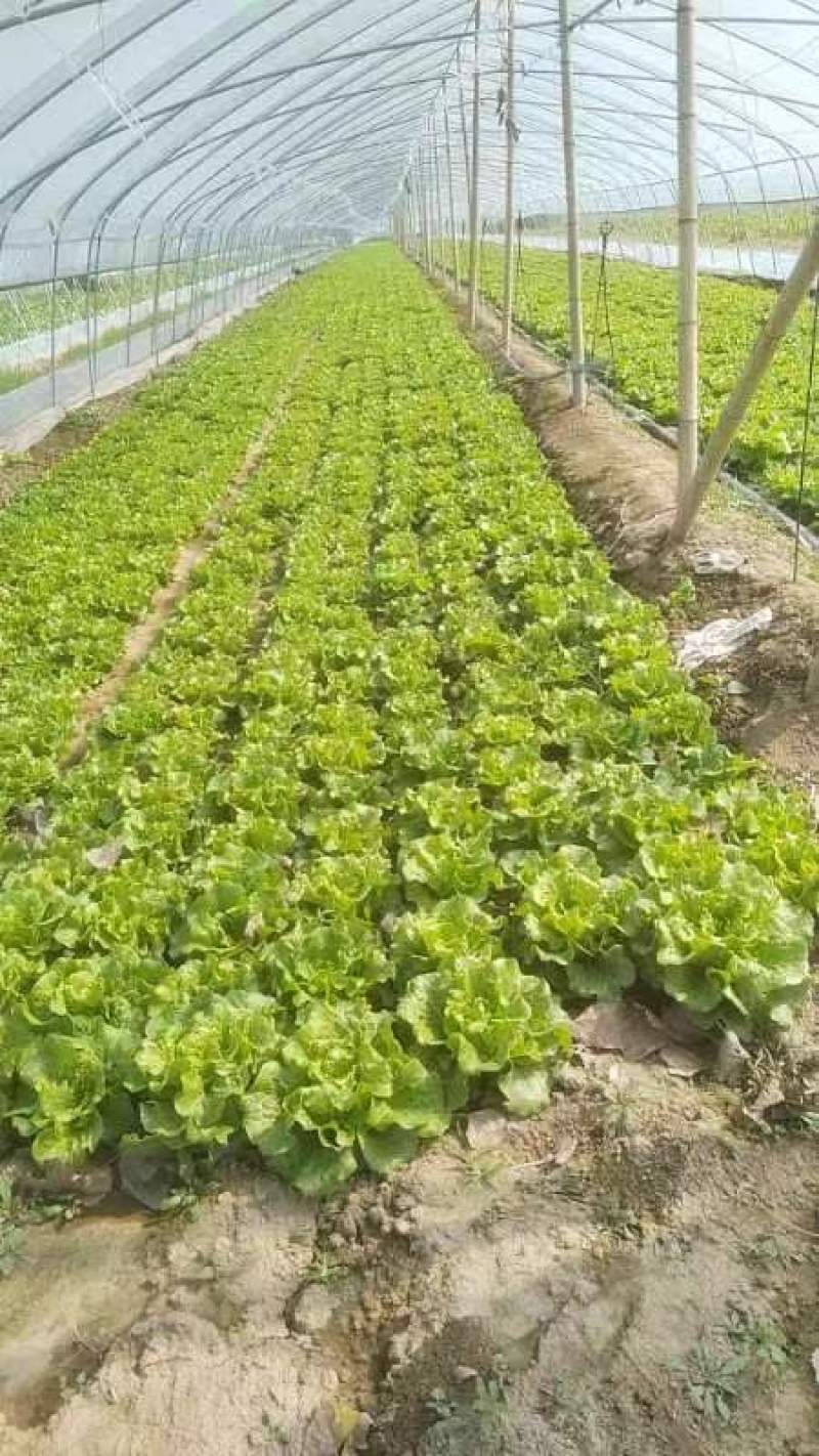 精品生菜意大利生菜一手货源视频看货以质论价欢迎联系