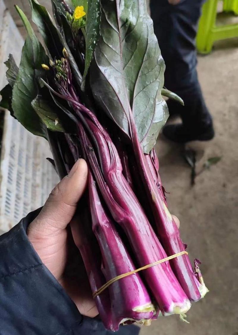 湖北枝江红菜苔大量有货市场货电商货大量有货