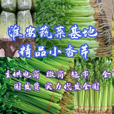 江苏芹菜精品货小香芹大量供货实力代发全国电商超市