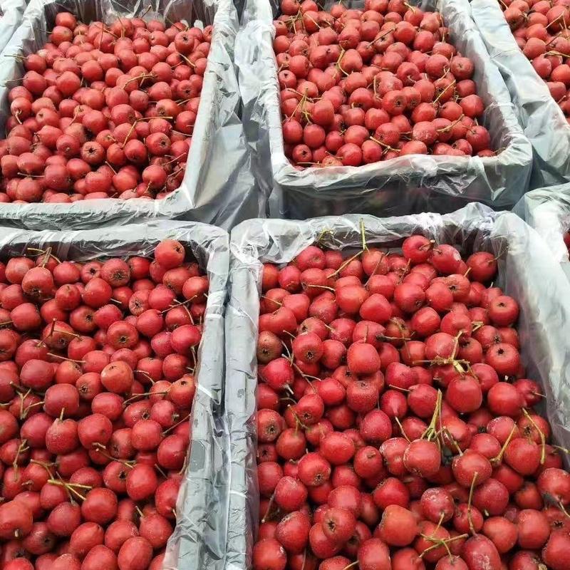 精品山楂甜红子品种齐全基地直供大量上市品质保证全国发货