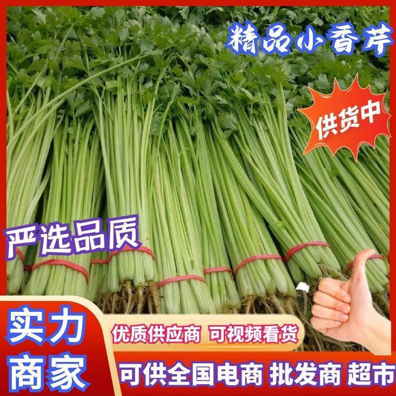 芹菜江苏精品香芹，一手货源，量大从优，欢迎挑选采购