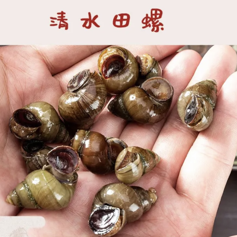 湖北潜江鲜直发