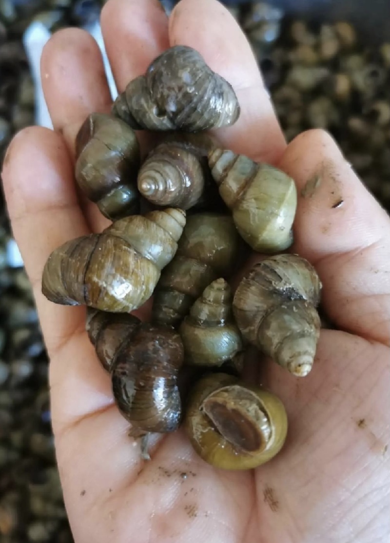 湖北潜江鲜直发
