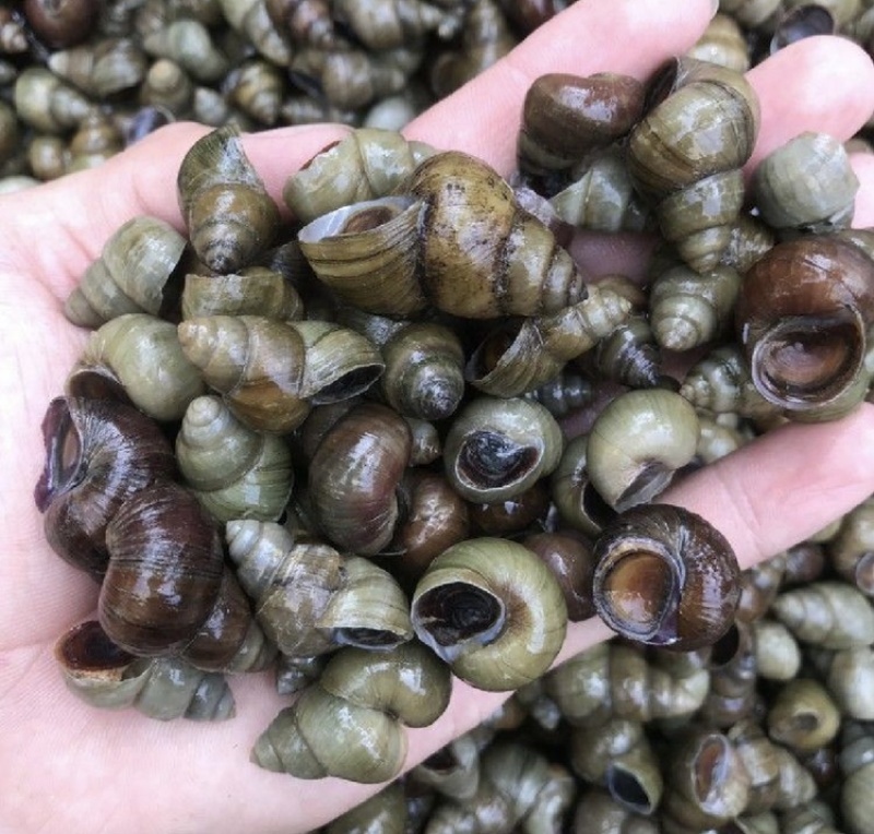 湖北潜江鲜直发