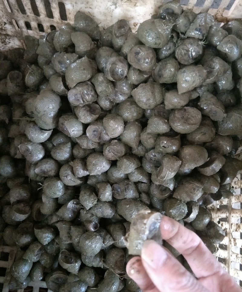 湖北潜江鲜直发