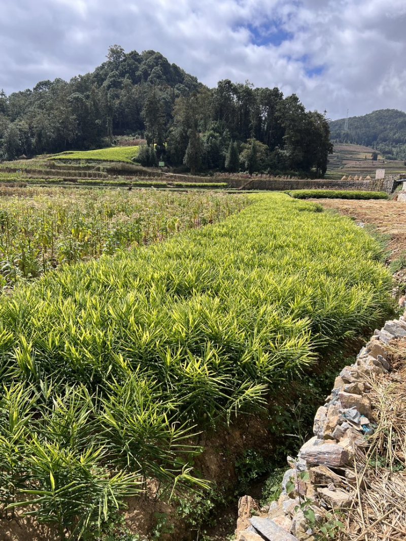 【精品】云南文山，二号姜货源充足，现挖现发欢迎采购