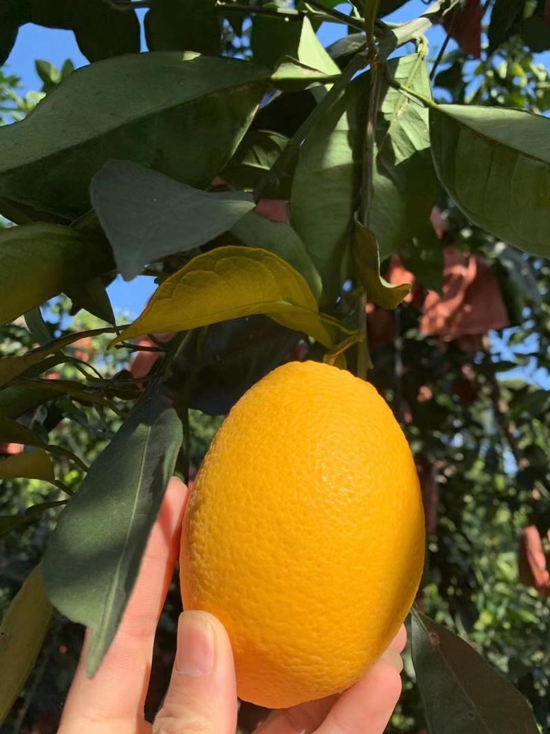 福建木瓜蜜丁橙脐橙纯甜无酸化渣橙子界的奥斯卡整车代办
