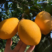 福建木瓜蜜丁橙脐橙纯甜无酸化渣橙子界的奥斯卡整车代办