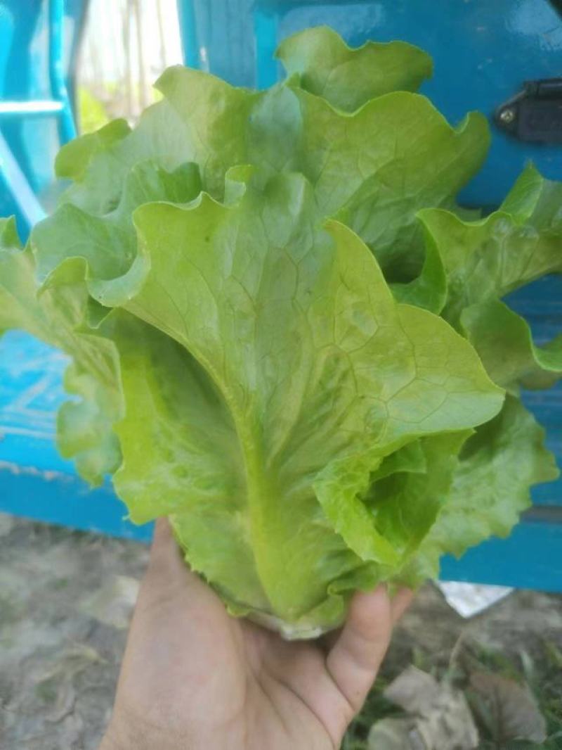 精品生菜意大利生菜一手货源视频看货以质论价欢迎联系