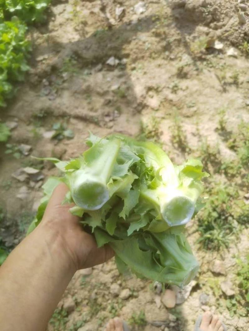 精品生菜意大利生菜一手货源视频看货以质论价欢迎联系