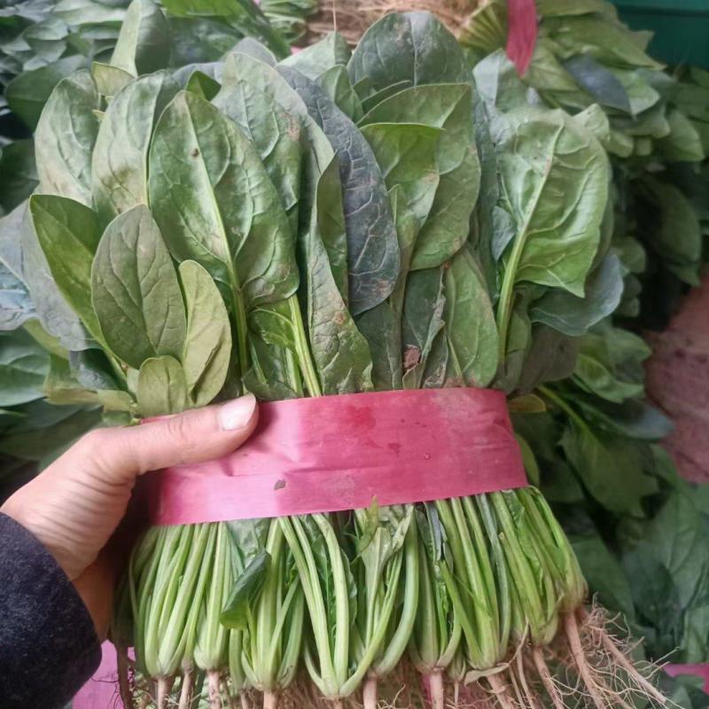 河北邯郸菠菜已大量上市，支持打各种包装，欢迎来电咨询
