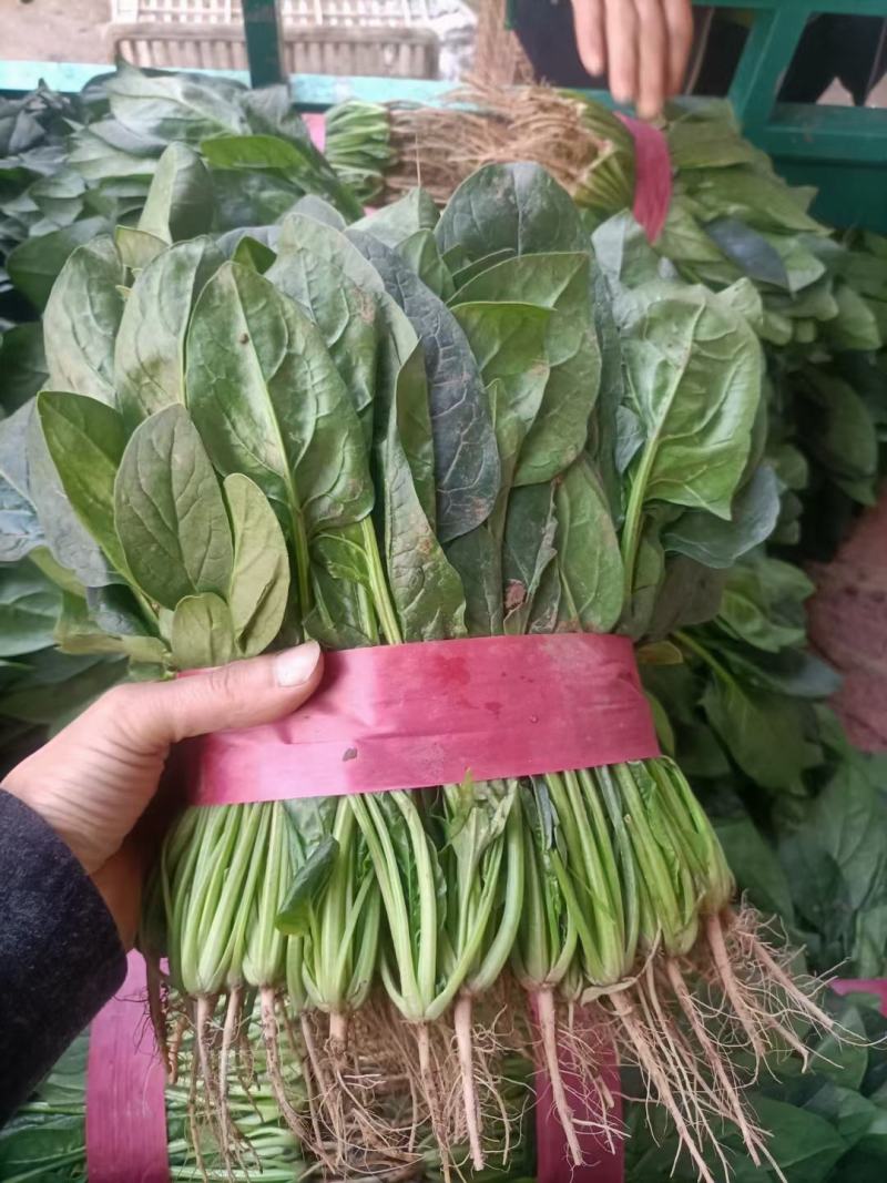 河北邯郸菠菜已大量上市，支持打各种包装，欢迎来电咨询