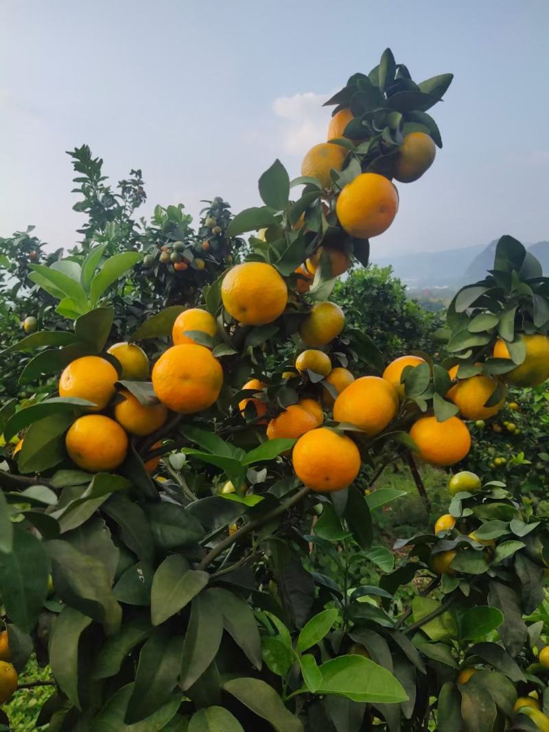 广西金秋沙糖桔