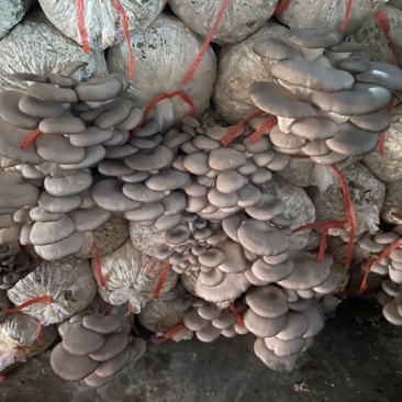 菌包🍄