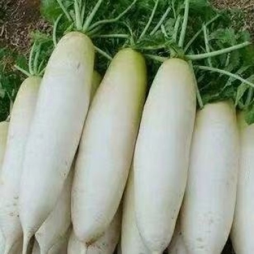 长萝卜