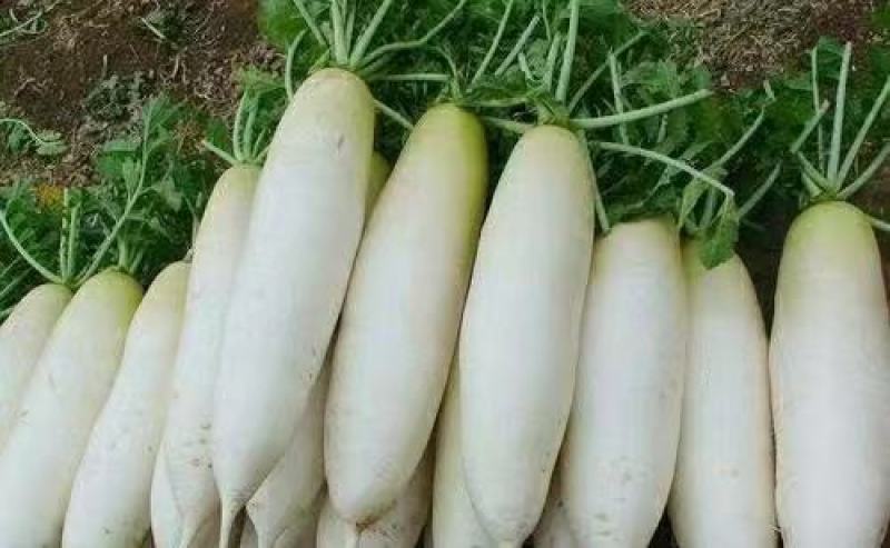 长萝卜