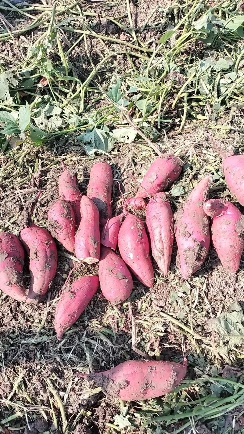 邓州商19红薯工厂货货源充足现货直发欢迎电联