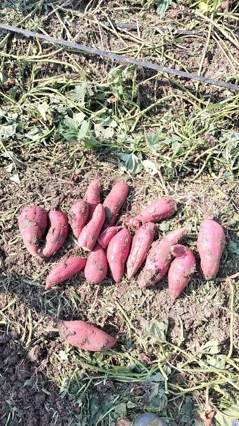邓州商19红薯工厂货货源充足现货直发欢迎电联