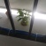 辣根