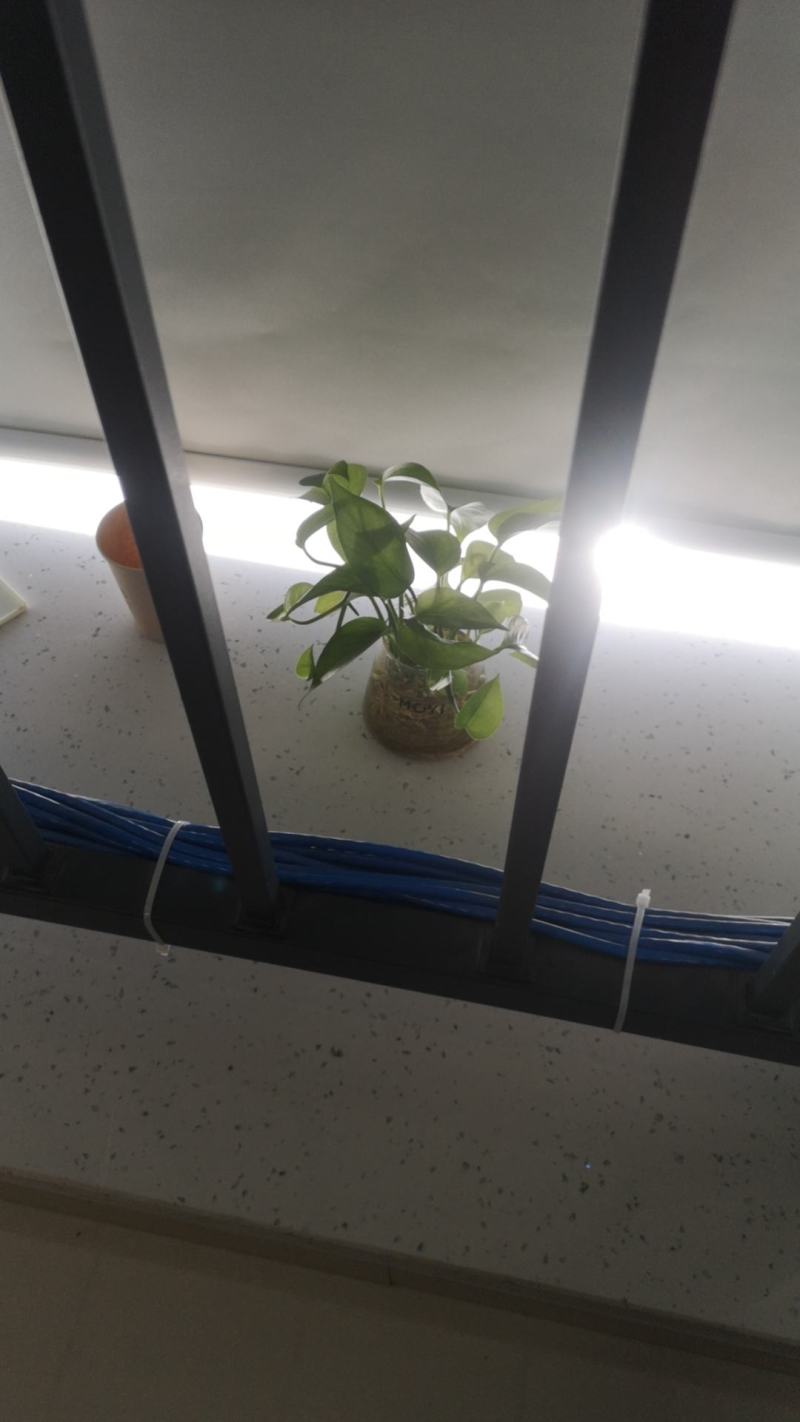 辣根