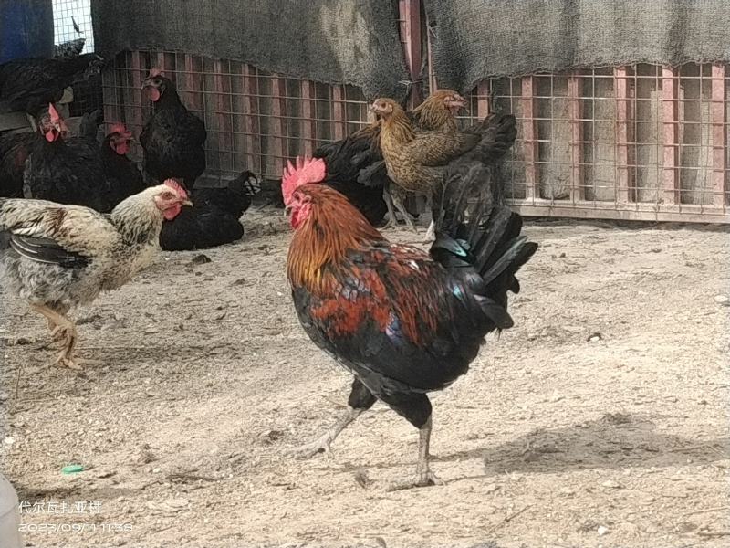 散养土鸡
