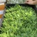 一年四季都有，豌豆尖种植户精品豌豆尖掐得短