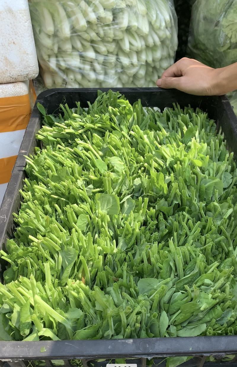一年四季都有，豌豆尖种植户精品豌豆尖掐得短