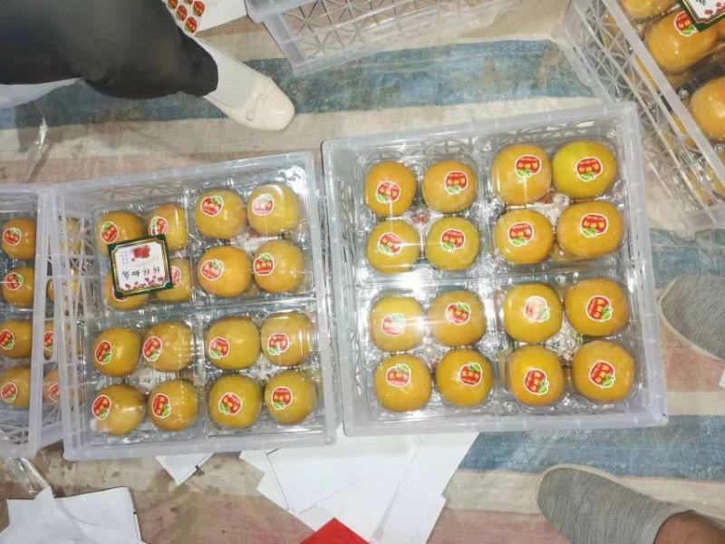 山西临猗阳丰柿子，当天采摘当天发货当天装车，大量有货