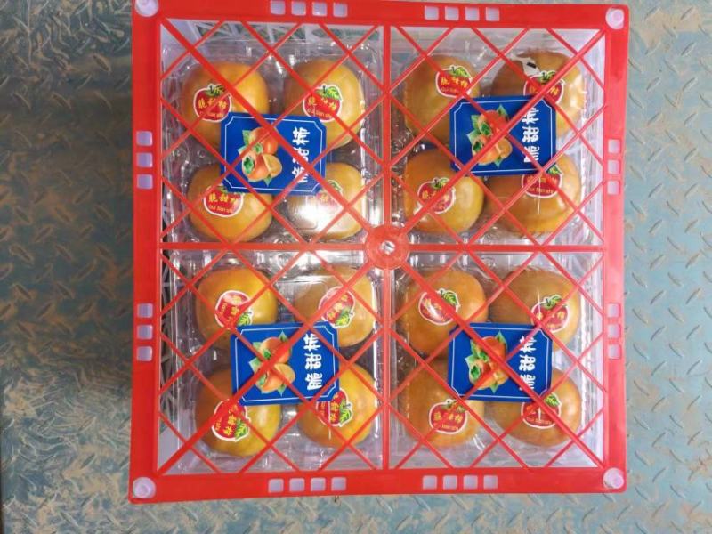 山西临猗阳丰柿子，当天采摘当天发货当天装车，大量有货