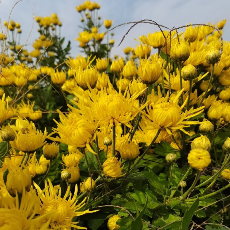 金丝皇菊