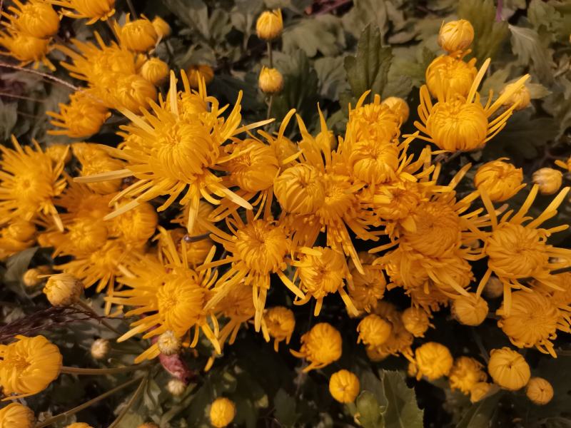 金丝皇菊