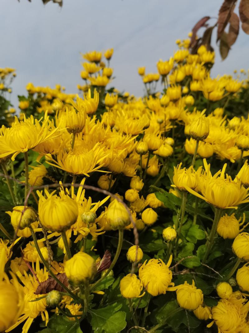 金丝皇菊