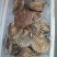 大扇贝