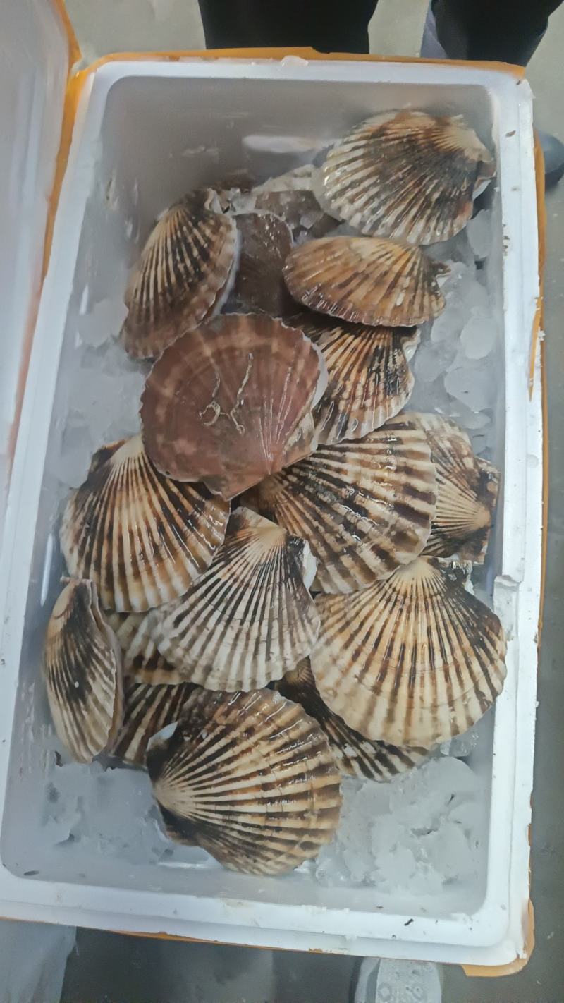 大扇贝