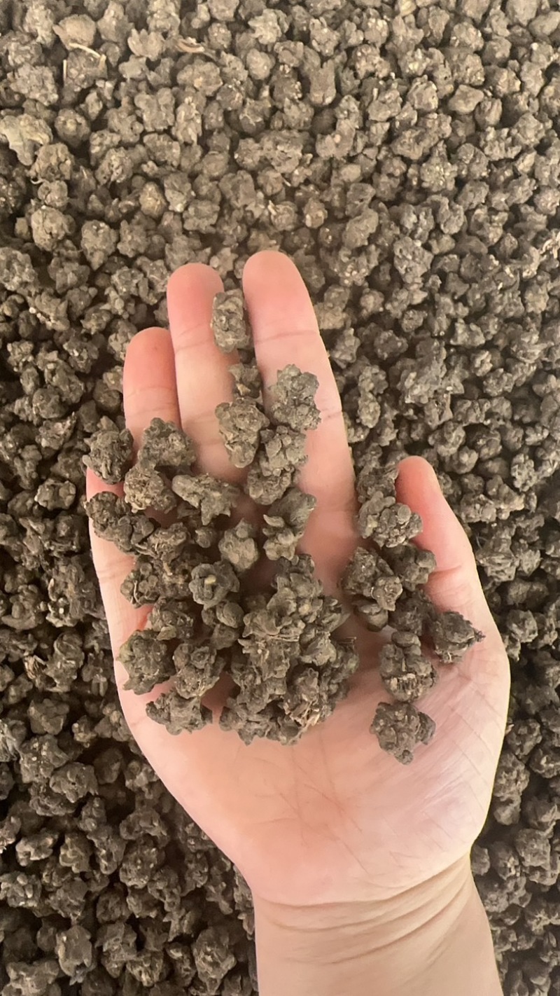 野生猫抓草，水洗货，有大货，价格美丽，规格齐全