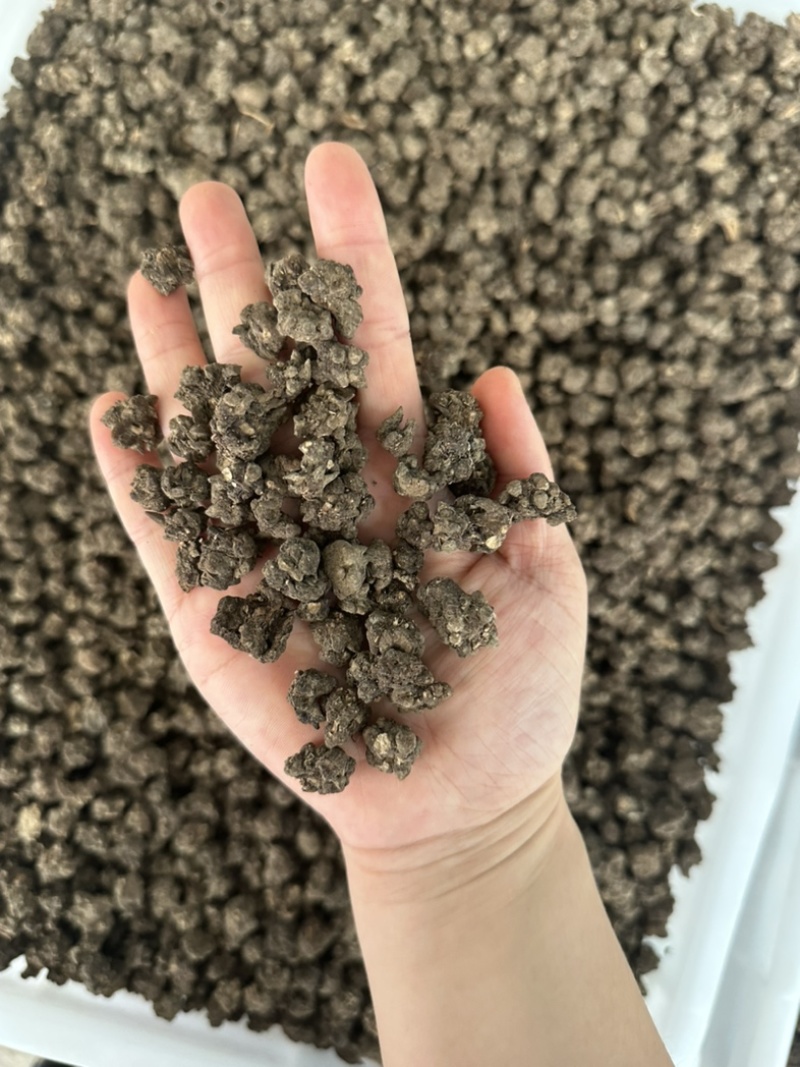 野生猫抓草，水洗货，有大货，价格美丽，规格齐全