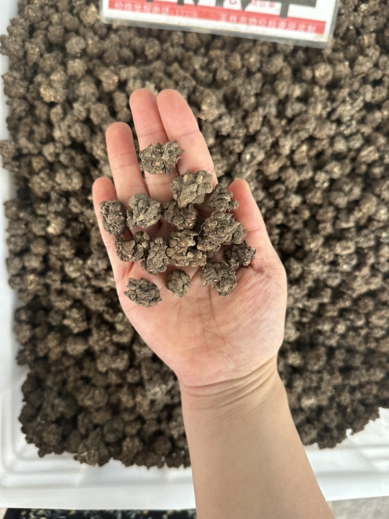 野生猫抓草，水洗货，有大货，价格美丽，规格齐全