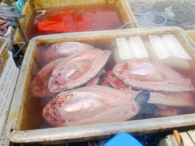 草鱼青鱼，活鱼现杀货源充足质好价优欢迎电联合作