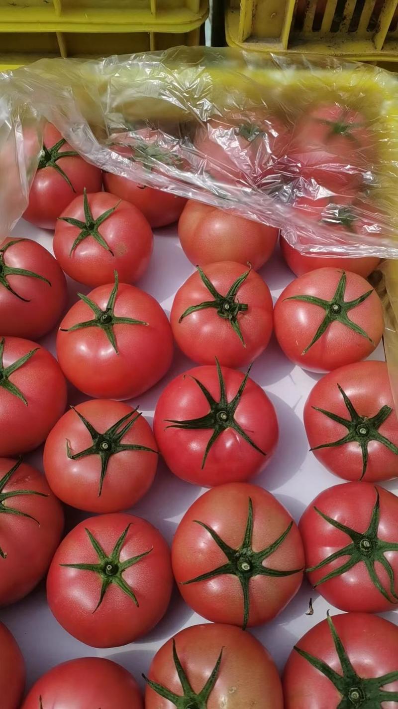 精品西红柿，产地直发，大量供应，欢迎采购