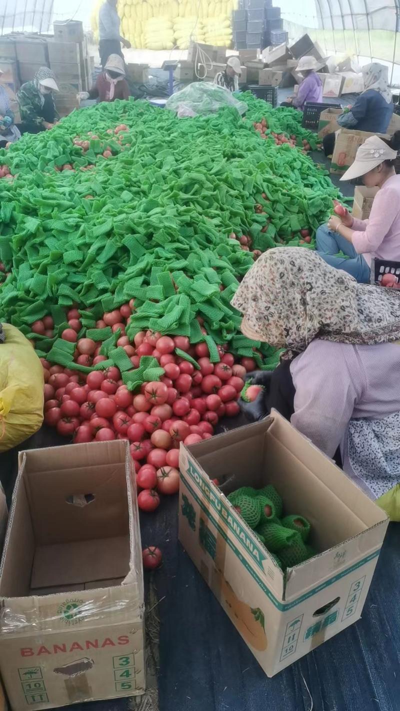 精品西红柿，产地直发，大量供应，欢迎采购