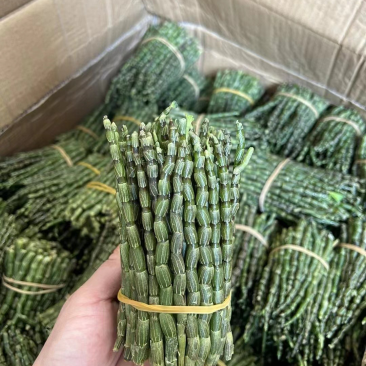 铁皮石斛新鲜