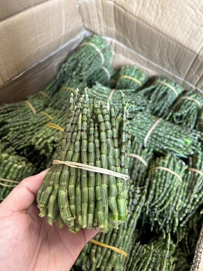 铁皮石斛新鲜