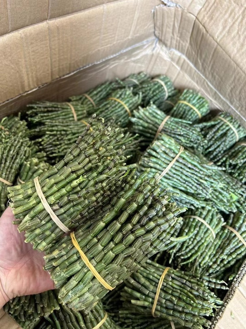 铁皮石斛新鲜