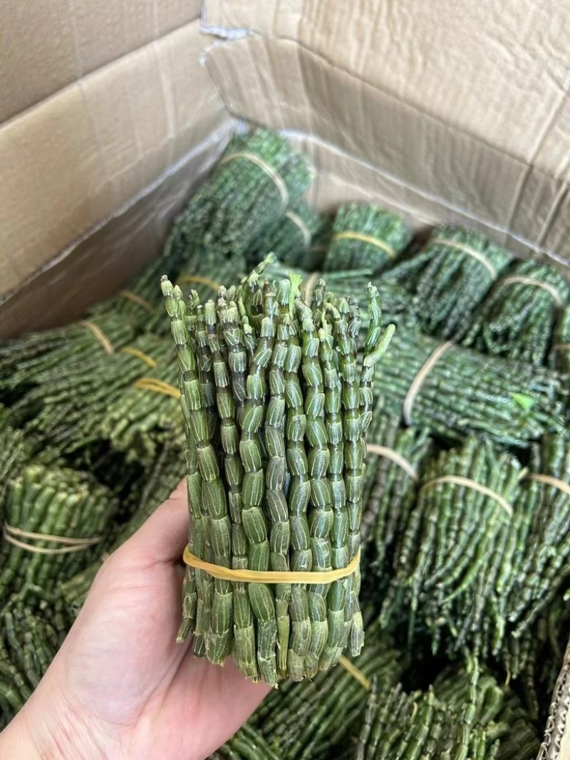 铁皮石斛新鲜